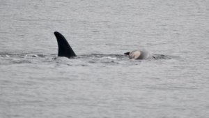 Tahlequah (J35) adıyla bilinen bir dişi orka, bir kez daha ölü yavrusunu taşırken görüntülendi