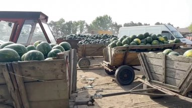 Romanya’daki karpuz bolluğu, çiftçileri zor durumda bırakıyor