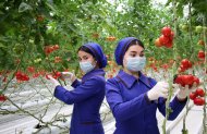Photoreport: A new greenhouse opened in the Dashoguz velayat 
