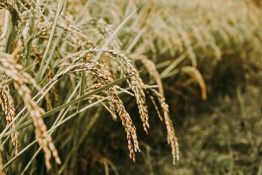 The head of Turkmenistan decided to ensure a high rice harvest