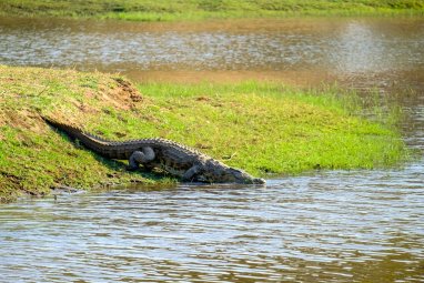 В Китае из питомника сбежали крокодилы и расползлись в неизвестном направлении