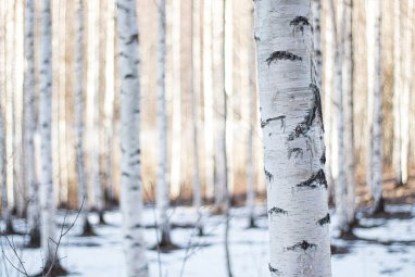 Finlandiya’da bir şirket, lastik üretiminde huş ağacı kabuğunun atıklarını kullanmayı planlıyor