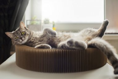 Zurich pensioner faces trial for feeding neighbour's cat