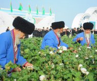 Фоторепортаж: В Туркменистане стартовала хлопкоуборочная страда