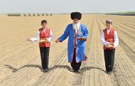 Fotoreportaž: Türkmenistanda gowaça ekişi başlandy