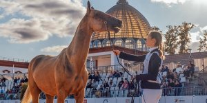 В Москве пройдут выставка ахалтекинцев и чемпионат арабских скакунов