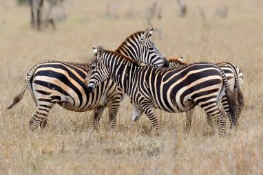 Namibian authorities have authorized the shooting of more than 700 wild animals to save people from starvation