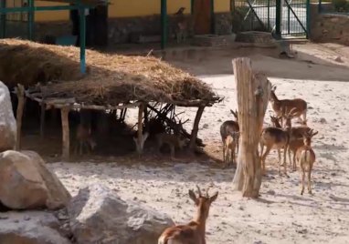В ашхабадском зоопарке этой весной родилось 9 ягнят копетдагского барана