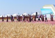 Фоторепортаж: В Ахалском, Лебапском и Марыйском велаятах началась уборка урожая зерновых