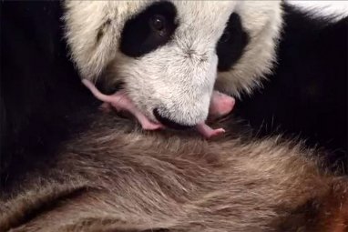 В России впервые родился детеныш большой панды