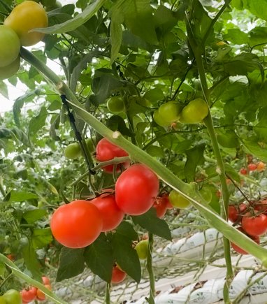 Тепличный комплекс ИП Röwşen круглый год выращивает лучшие сорта томатов и огурцов