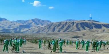 Norms and procedures for forest planting have been approved in Turkmenistan