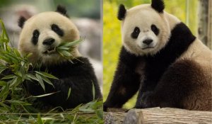 Çin, Amerika'ya iki yeni panda gönderdi