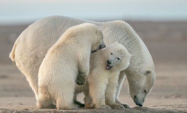 Climate change hurts polar bears' paws