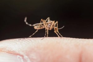 A man in the US spent three weeks in a coma due to a mosquito bite