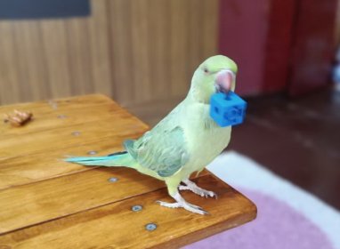 История спасения дикого зеленого попугая, рассказанная жительницей Ашхабада 