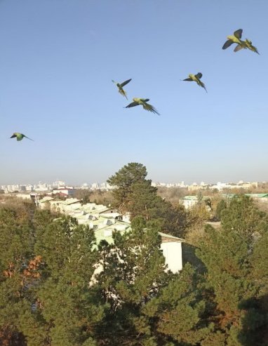 И вновь попугаи: жители Ашхабада сообщают