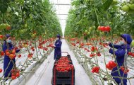 Photoreport: A new greenhouse opened in the Dashoguz velayat 