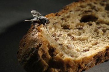 Rusya'da, içinde sineklerden elde edilen protein bulunduran ekmek üretildi
