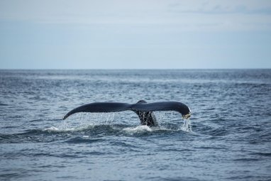На тихоокеанском побережье США взорвалась туша мертвого кита