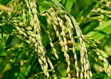 Президент Туркменистана предписал Дашогузскому и Лебапскому велаятам собрать богатый урожай риса