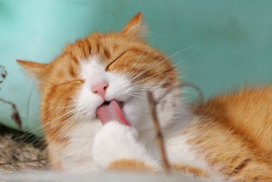 Жители британского города Сискейл бьют тревогу из-за стаи радиоактивных кошек