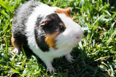 NYC mayor bans pet stores from selling guinea pigs