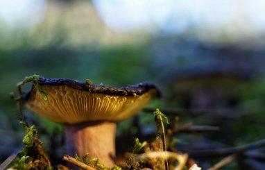 The UK and Chile are calling for special conservation status for mushrooms