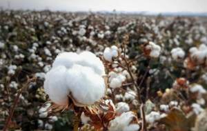 A plant for the production of cottonseed oil will be built in the north of Turkmenistan
