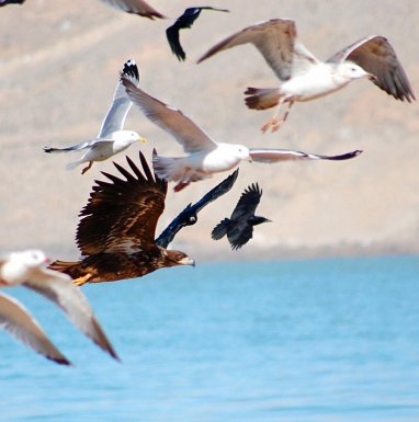 Ученые отправились выяснить точное количество птиц на туркменском побережье Каспия