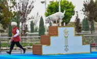 В Туркменистане прошел конкурс «Самый отважный алабай – 2022»