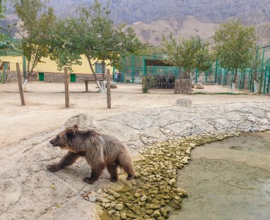 Aşkabat Hayvanat Bahçesi'ne Rusya'dan bir boz ayı hediye edildi