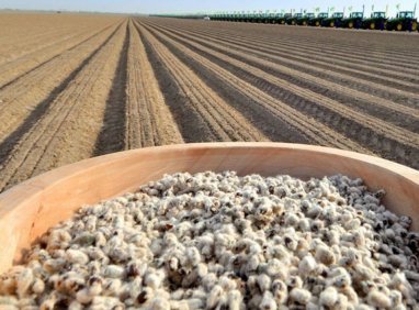 Президент Туркменистана потребовал обеспечить земледельцев высококачественными семенами хлопка и других сельхозкультур