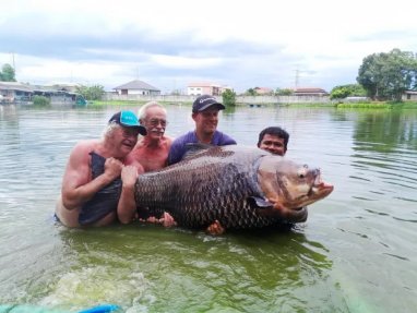 Giant carp weighing 114 kilograms caught in Thailand