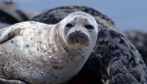 The first seals of this year appeared in the Turkmen Caspian region