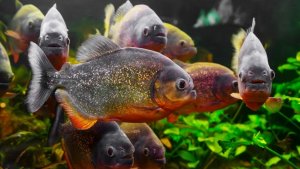 New herbivorous piranhas from Brazil are named after the villain from “The Lord of the Rings”