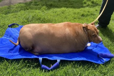 A resident of New Zealand received two months in prison for overfeeding her dog