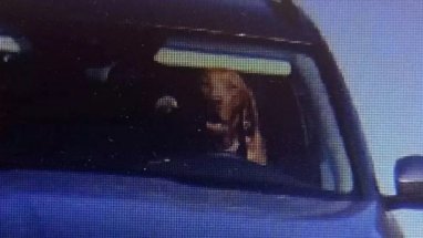 В Словакии водитель в шутку посадил за руль собаку и получил штраф от полиции 