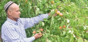 В саду у туркменского фермера растут 20 видов абрикосов