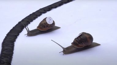 The world snail racing championship was held in an English village