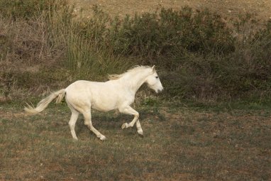 В Казахстане вывели «сказочную» породу лошадей
