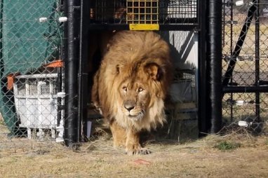 The loneliest lion, Ruben, returned to his homeland after years of being in a cage