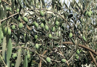 Türkmenistan'ın batısında zeytin hasadı devam ediyor