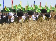 Photo report: Harvest season started in Mary velayat