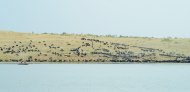 Fotoreportaž: «Altyn Asyr» kölüniň golaýynda täze durmuş-önümçilik toplumynyň düýbüni tutmak dabarasy