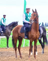 Photo report: Turkmenistan hosted an equestrian marathon in honor of the horse race