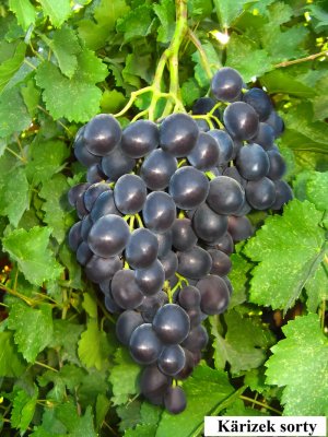 Учёные Туркменистана вывели два новых сорта винограда