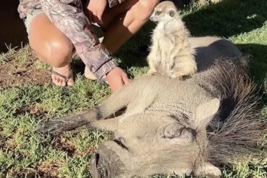 Copies of “The Lion King” characters found in a Namibian nature reserve