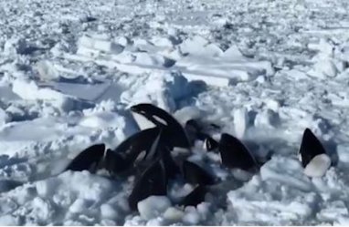 Стая косаток застряла во льдах у берегов японского острова Хоккайдо