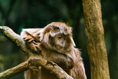 Ученые расшифровали геном 27 видов приматов
